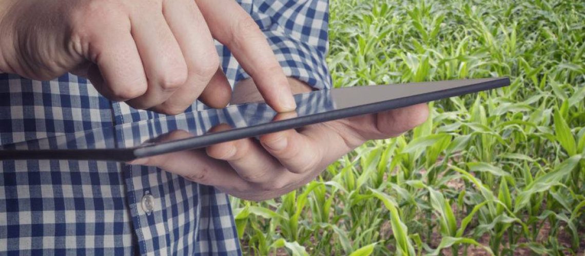 Agronomist Holds Tablet Touch Pad Computer In The Corn Field And